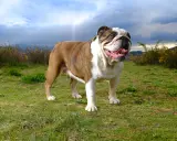 Masywny buldog angielski, którego waga jest imponująca, stoi na trawie.