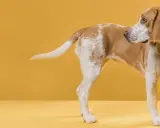 Pies beagle, z brązowo-białym umaszczeniem, zaciekle gryzie swój ogon na żółtym tle.