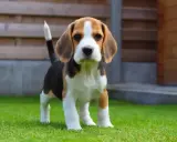 Uroczy szczeniak beagle, idealny pies dla dzieci, stoi na zielonej trawie.