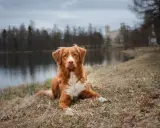 Rudy pies rasy Nova Scotia Duck Tolling Retriever leży na trawie nad jeziorem. W tle widać drzewa i budynek.