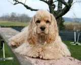 Uroczy cocker spaniel pies z długimi uszami leży na drewnianej kładce, gryząc przysmak.