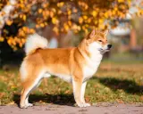 Rudy shiba inu o zgrabnej sylwetce, idealny do spacerów. Jego wielkość jest idealna dla miłośników małych i średnich psów.