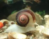 Ślimak z muszlą w spirali, przygotowuje się do rozmnażania.