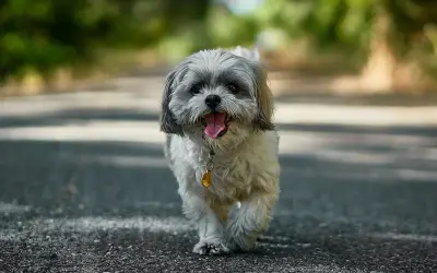 Urocze psy z włosami, Shih Tzu, biegnące po drodze, z językiem na wierzchu, wesołe i pełne energii.