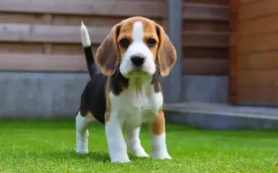 Uroczy szczeniak beagle, idealny pies dla dzieci, stoi na zielonej trawie.