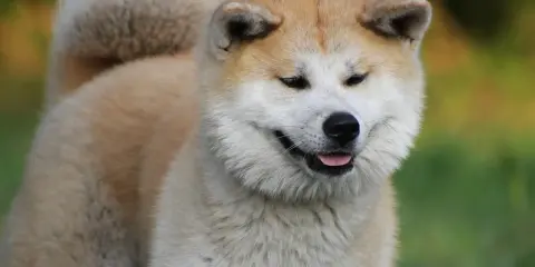 Uśmiechnięta akita, z puszystym ogonem i łagodnym spojrzeniem. Czy akita jest groźna? Ten piesek zaprzecza!