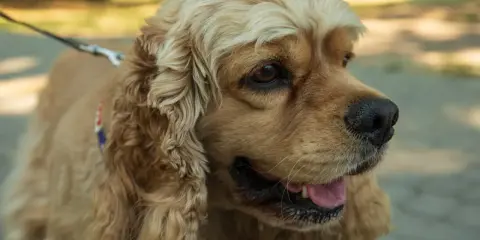 Uroczy cocker spaniel cavalier z długimi, falującymi uszami i błyszczącymi oczami, gotowy na spacer.