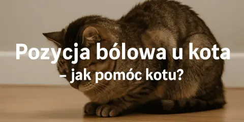 Kot w pozycji bólowej, skulony, z opuszczoną głową. Tekst: "Pozycja bólowa u kota – jak pomóc kotu?".