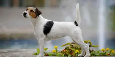 Parson russell terrier, pies o żywym usposobieniu, cieszy się długą **parson russell terrier długość życia** dzięki dobrej opiece.