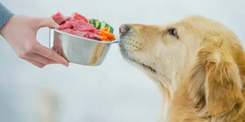 Złoty retriever wącha miskę z surowym mięsem i warzywami, pokazując, co mogą jeść psy.