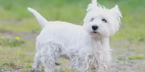 West highland white terrier usposobienie: ten biały, kudłaty piesek z pewnością ma wesołe usposobienie.