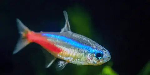 Neonowy tetra z niebiesko-czerwonym pasem. Poznaj tetra fluo wymagania, by zapewnić mu idealne warunki w akwarium.