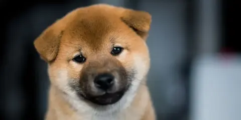 Uroczy szczeniak rasy Shiba Inu, pies wyglądający jak niedźwiedź, z zaciekawieniem spogląda w obiektyw.