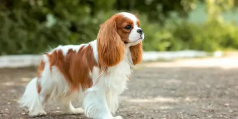 Uroczy king charles spaniel a cavalier, o rudych i białych łapkach, stoi na ścieżce wśród zieleni.