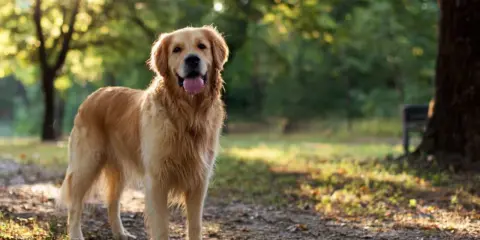 Golden retriever usposobienie: radosny piesek w parku, z językiem na wierzchu, cieszy się słońcem.