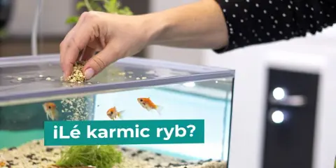 Dłoń wsypuje pokarm do akwarium, gdzie pływają złote rybki. Zastanawiasz się, co jedzą karasie?