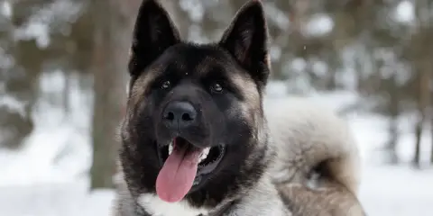 Akita amerykańska waga: potężny pies z ciemną maską i puszystym ogonem, wesoło dyszy na tle zimowego lasu.