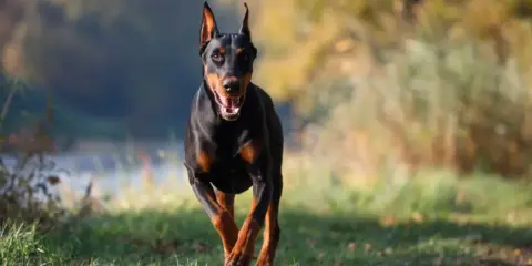 Czarny doberman biegnie przez trawiasty teren. Zastanawiasz się, ile żyje doberman?
