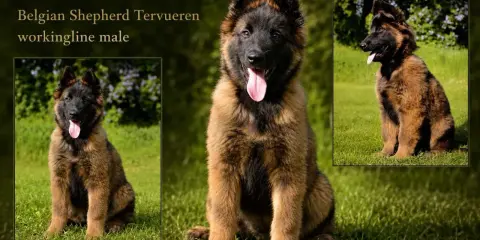 Przystojny owczarek belgijski tervueren, młody pies pracujący, siedzi na trawie.