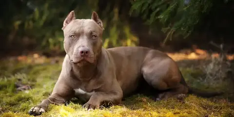Szlachetny pitbull o brązowej sierści leży na trawie, otoczony zielenią.