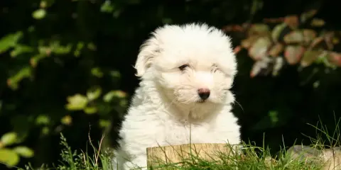 Uroczy szczeniak coton de tulear siedzi w trawie, z zaciekawieniem patrząc przed siebie.