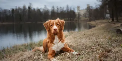 Rudy pies rasy Nova Scotia Duck Tolling Retriever leży na trawie nad jeziorem. W tle widać drzewa i budynek.