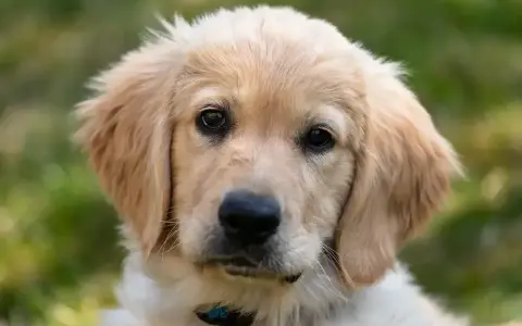 Uroczy szczeniak golden retriever z bujnymi, złotymi włosami, patrzący w obiektyw.