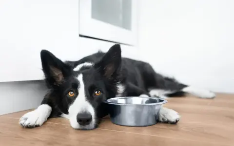 Smutny border collie krótkowłosy leży obok pustej miski, czekając na jedzenie.