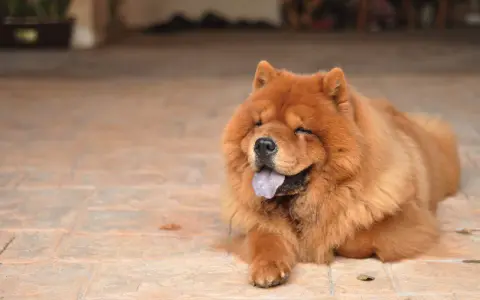 Puszysty chow chow z językiem na wierzchu leży na płytkach, wyglądając na zrelaksowanego i szczęśliwego.