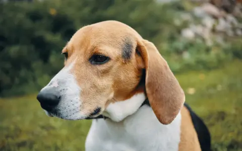 Uroczy pies rasy beagle z charakterystycznym umaszczeniem, z uwagą wpatruje się w dal.