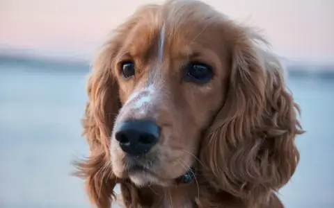 Uroczy cocker spaniel odmiany rudy z białym znaczeniem na pysku, z pofalowanymi uszami i błyszczącymi oczami.