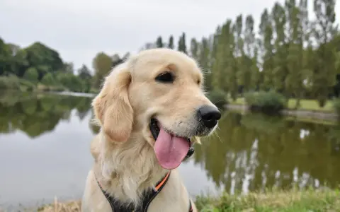 Uśmiechnięty pies rasy golden, z językiem na wierzchu, siedzi nad jeziorem.
