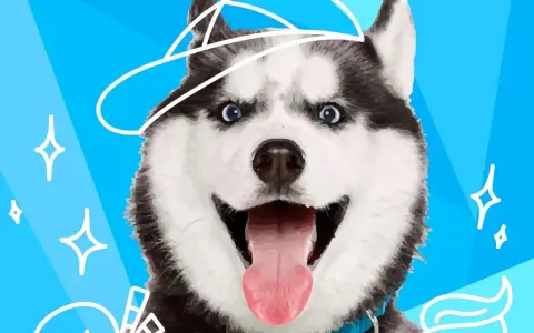 Wesoły husky w czapce, z wywieszonym językiem. Czy to rasa psa do mnie pasuje?
