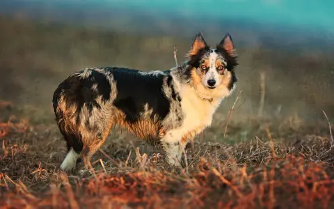 Piękny border collie australijski w naturalnym otoczeniu, z błyszczącymi oczami i charakterystycznym umaszczeniem.