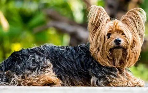 Yorkshire terrier z długą, falującą sierścią w odcieniach czerni i złota. Oto jak powinien wyglądać rasowy york.
