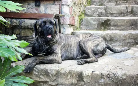 Potężny cane corso italiano leży na kamiennych schodach, odpoczywając w cieniu zielonych liści.