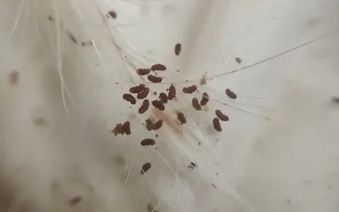 Zbliżenie na sierść psa, gdzie widoczne są liczne jaja pcheł.