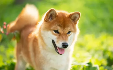 Rudy pies rasy Shiba Inu, jeden z psów średniej wielkości, cieszy się słońcem na zielonej łące.