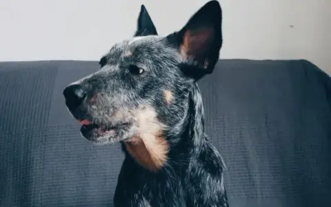 Portret australijskiego psa pasterskiego z wyrazistymi uszami, siedzącego na kanapie.