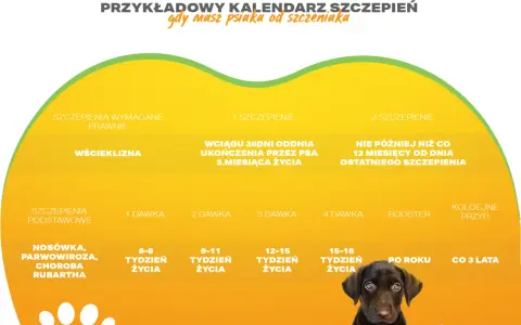 Kalendarz szczepień psa: wścieklizna co 3 lata, podstawowe co rok. Szczepienia na choroby zakaźne zaczynają się od 6-8 tygodnia życia.