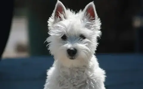 Uroczy west terrier czarny, z puszystym białym futerkiem i bystrymi oczami, patrzy wprost na Ciebie.