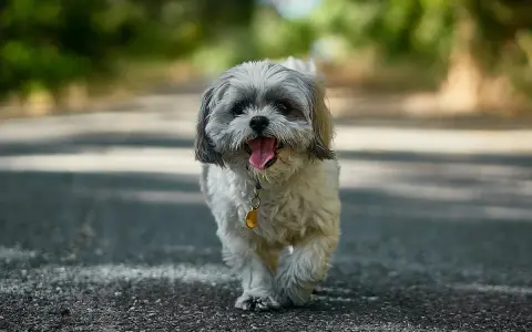 Urocze psy z włosami, Shih Tzu, biegnące po drodze, z językiem na wierzchu, wesołe i pełne energii.