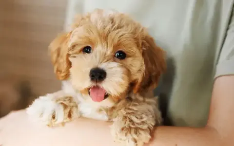 Uroczy szczeniak maltipoo z wystawionym językiem, trzymany na rękach. Zastanawiasz się, ile żyje maltipoo?