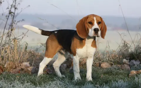 Dorosły beagle, tricolor, stoi na mroźnej trawie.