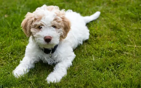 Uroczy szczeniak rasy lagotto, z pofalowaną sierścią w kolorze białym i beżowym, leży na zielonej trawie.