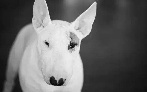 Bull terrier, pies o charakterystycznym wyglądzie, często postrzegany jako jedna z groźnych ras psów. Jego spojrzenie jest intensywne.