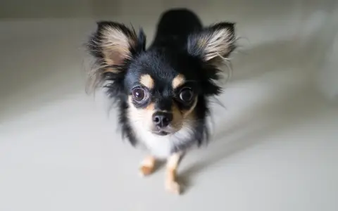 Uroczy chihuahua długowłosa, z wielkimi oczami i puszystymi uszami, patrzy w górę. Jego charakter to odwaga i przywiązanie.