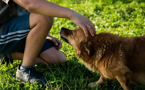 Dziecko klęczy na trawie i delikatnie głaszcze brązowego psa po głowie. Piesek z językiem na wierzchu cieszy się pieszczotami.