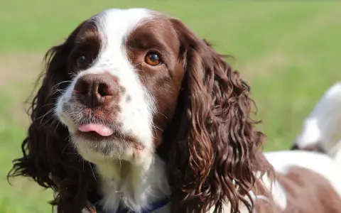 Uroczy springer spaniel angielski z wystawionym języczkiem, patrzący w bok.