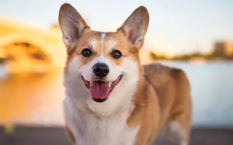 Uśmiechnięty corgi pembroke a cardigan, z uszami sterczącymi do góry, cieszy się ciepłym zachodem słońca nad wodą.